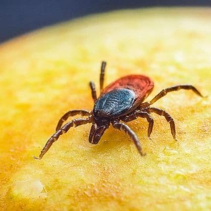 Bill Adding Alpha-gal Syndrome to State Reporting Heads to Governor’s Desk - Oklahoma Farm Report