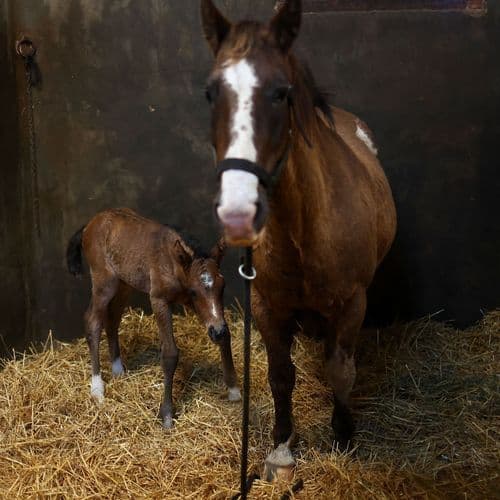Cloning in the Kyffhäuserkreis: What Researchers Do with Blue Light