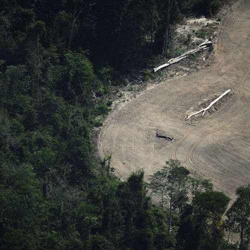 Brazil Weakens Amazon Protections Days After COP30