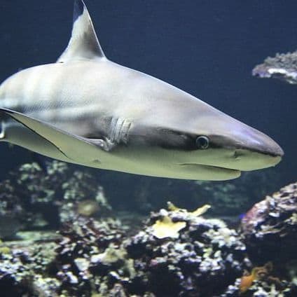 Scientists Capture First Underwater Video of Great White Shark in Rhode Island Waters