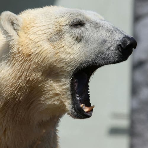 A look into Bowdoin’s polar bear costume – The Bowdoin Orient