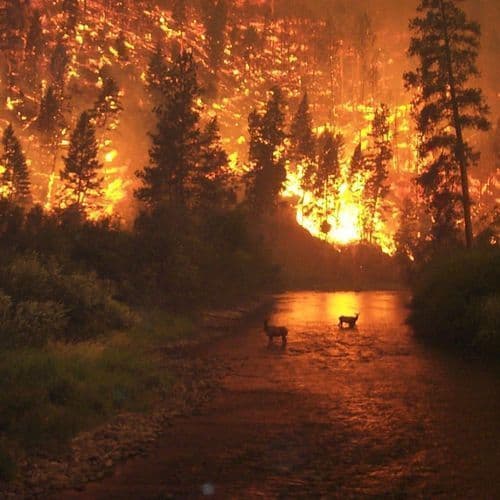 Wildfires are getting deadlier and costing more. Experts warn they’re becoming unstoppable