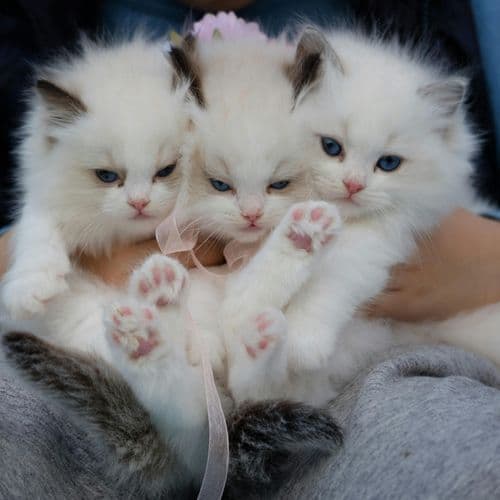 California Case Suggests Tamiflu May Save Cats Infected with H5N1 Bird Flu