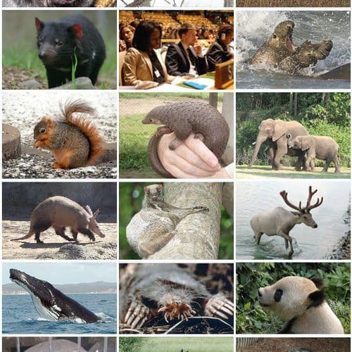 Study on Mammals and Birds: Those Who Are Monogamous and Raise the Offspring Live Longer
