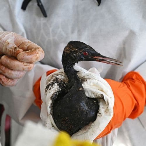 AI-Powered Oil Spill Prediction System Can Improve Emergency Response Accuracy by up to 25%