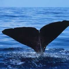 Maine man pleads guilty to illegally selling whale, bird parts