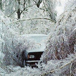 ‘Everything Died’: Nashville Cactus Owner Sobs as State Farm Denies Coverage After Ice Storm