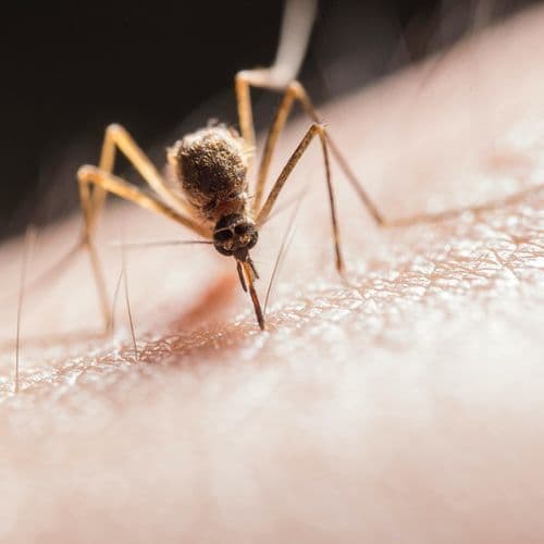 Mosquitos pose health risk in Bucks, according to state report