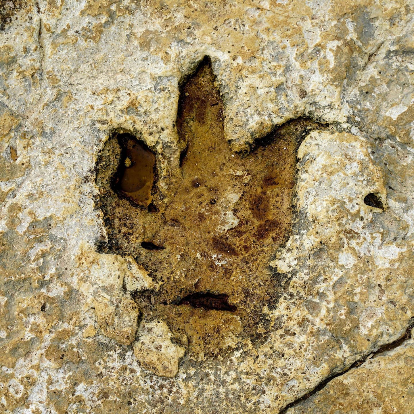 Archaeological Remains Are Found in Tehuacán - Contigo Puebla