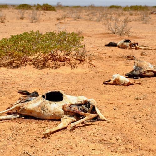 80 Years of Famine in at Dau Year - Lessons for the Future - Part 3: People Who Died of Hunger Shriveled up Like Dry Branches