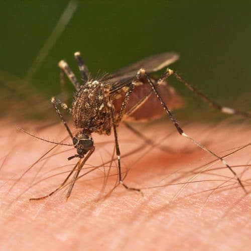 First Human West Nile Virus Case Confirmed in Northern Milwaukee County This Season