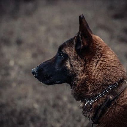 He Was Abusing a Dog in the Middle of the Street in Volos: Young Women Reported Him and Chased Him so He Wouldn't Leave