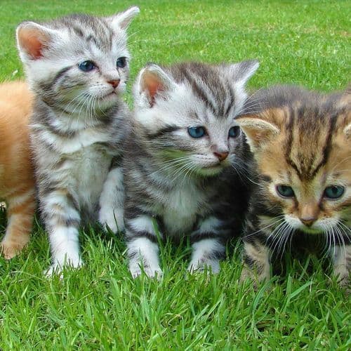 RIDOT workers rescue 4 kittens