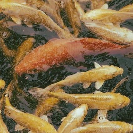 The Cormorant Eats Too Much Fish, so It Must Die