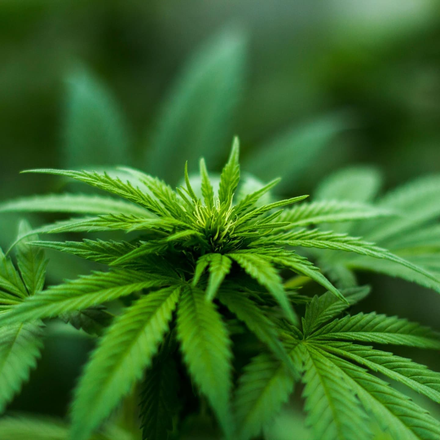 Fla. Court Ruling: Police Can't Search Cars Based only on Pot Smell