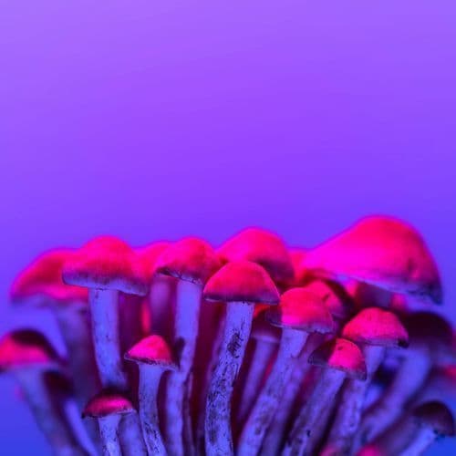 CAN: Red Light Holland receives official psilocybin COA