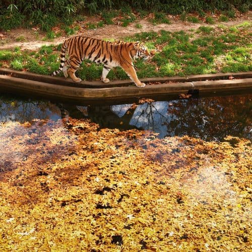 Reptile Adventure Zoo opens in Sioux Falls