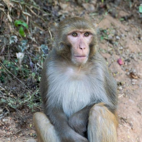 New ghost marsupial related to the kangaroo found in Australia