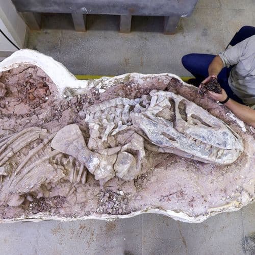 New massive duck-billed dinosaur species identified