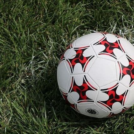 Stars Who've Cloned Their Dogs: Tom Brady, Paris Hilton and More