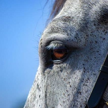 Horses, Vegetables and Talos, the Protagonists of a Crowded Santa Lutzi Market