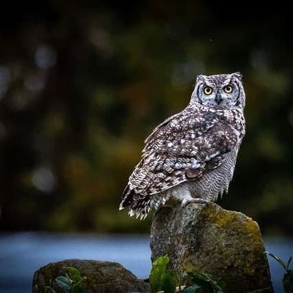 Six days of coastal razor clam digs approved WDFW for Dec. 18-23